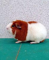 9_MooistebeerLotteBeltman.jpg